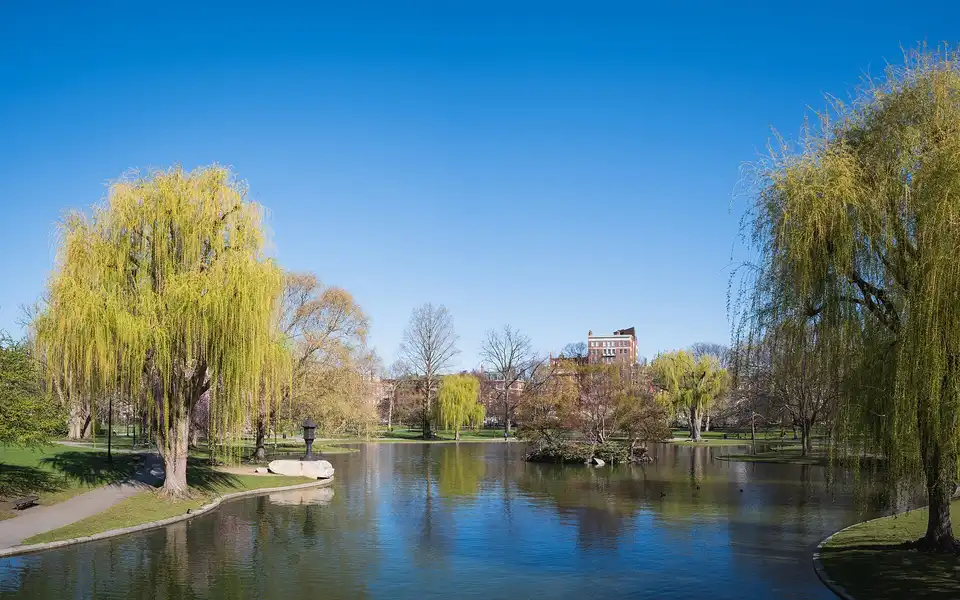 The lagoon of the Boston Public Garden, willows and reflections, with the Back B