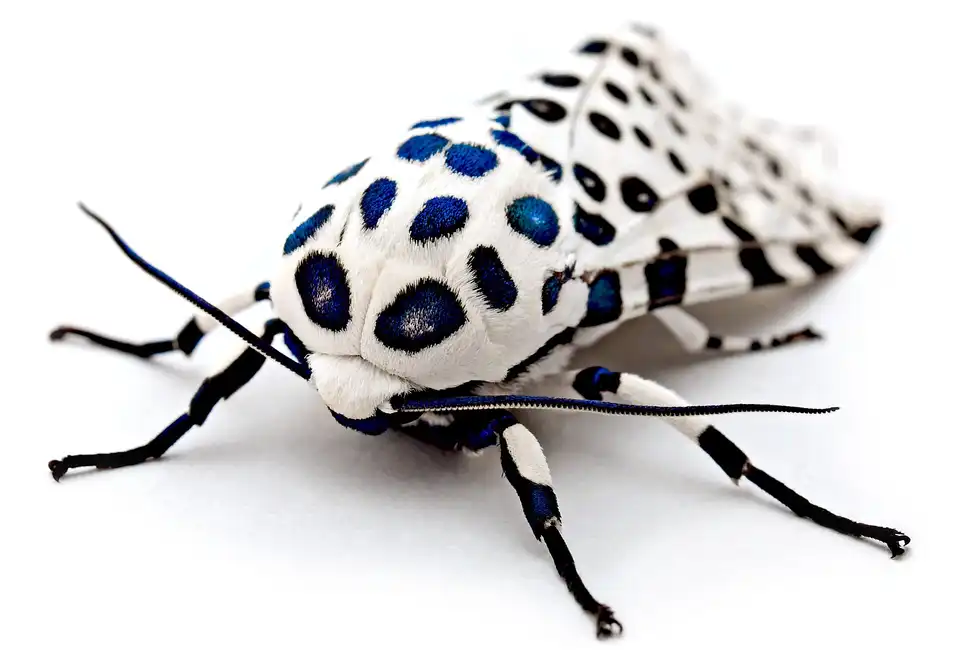 Giant leopard moth found at 1AM near a light bulb in Newport News, Virginia.