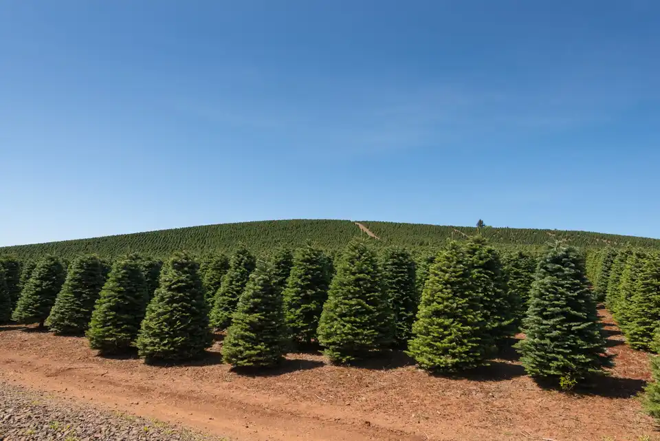 A tree farm along Skyline Road south of Salem.