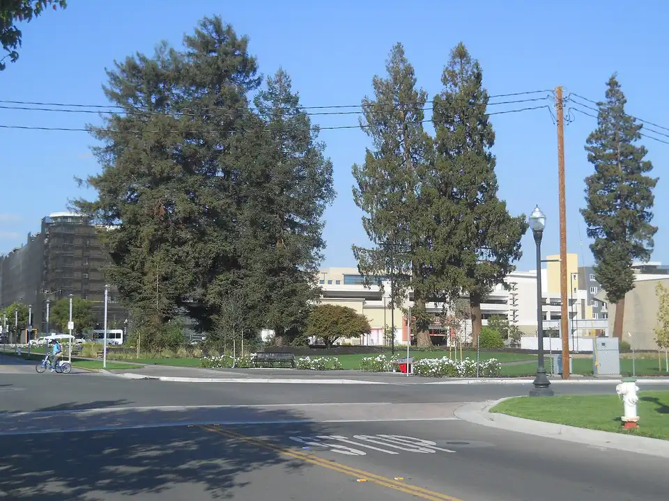 Redwood trees in downtown Sunnyvale, California, originally beside City Hall, la